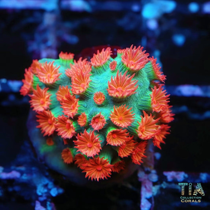 Meteor Shower Cyphastrea