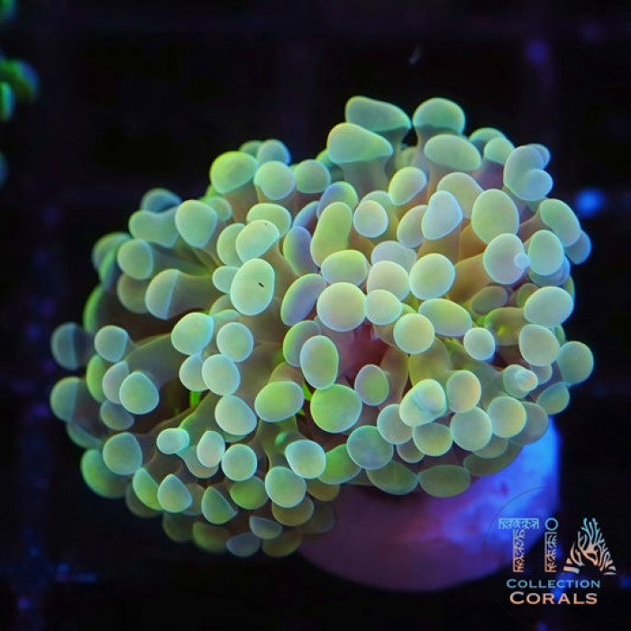 Yellow Crystal Frammer Frag