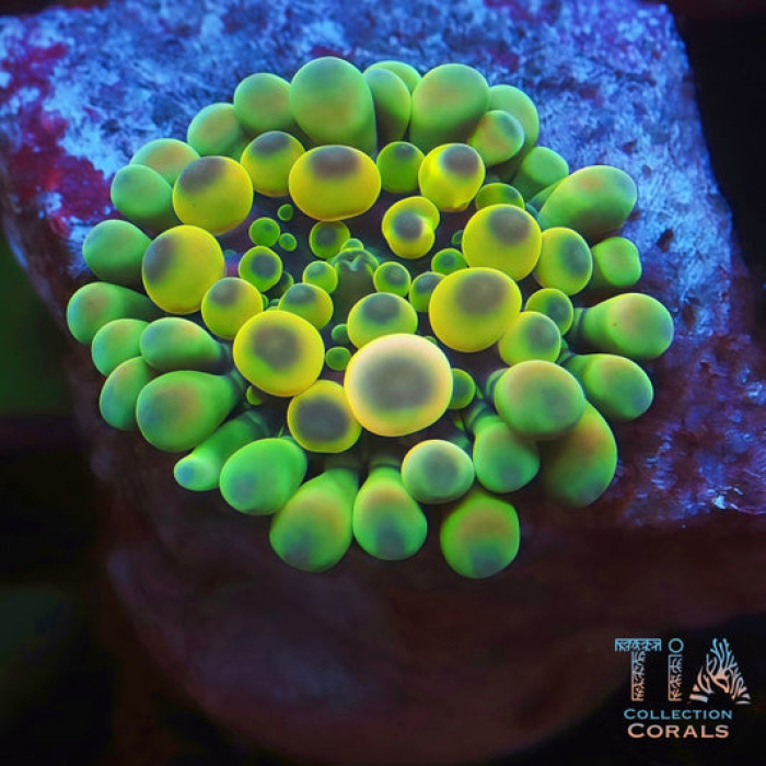 TIA Cosmic Egg Bounce Yuma