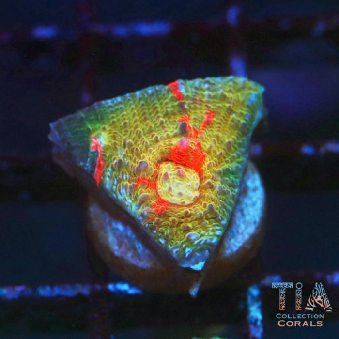 TIA Rupture Chalice Frag