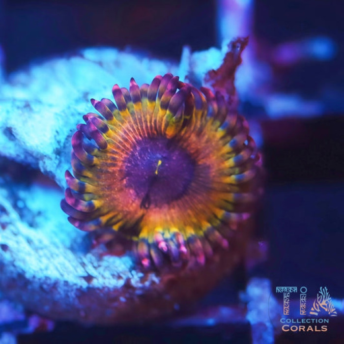 Acid Crown Zoanthids