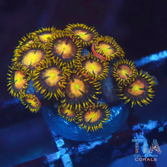 Orange Hydra zoanthids