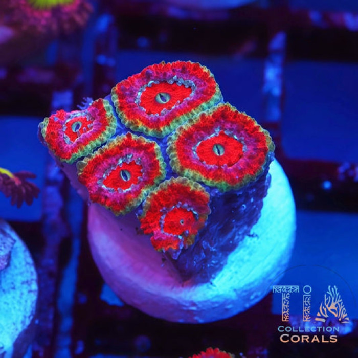 Indo Gold Rim Acan Frag