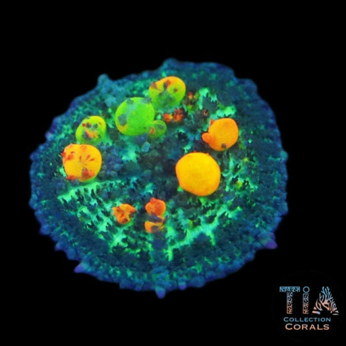 OG Bounce Mushroom Frag
