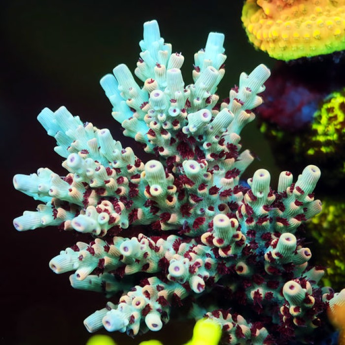 TIA Specimen Z Acropora Colony (cut to order)