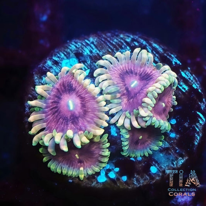 TIA Purple Constellation Zoanthids