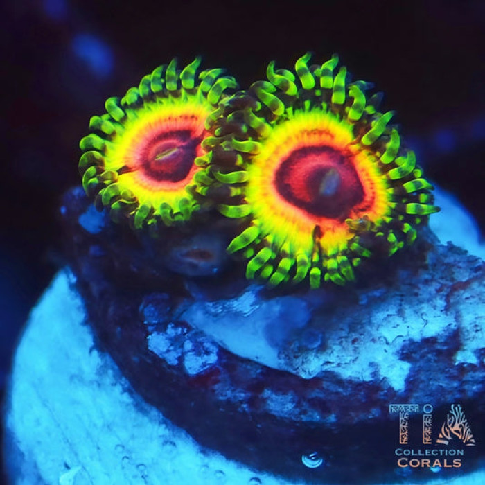 JF Bloodshot Zoanthids