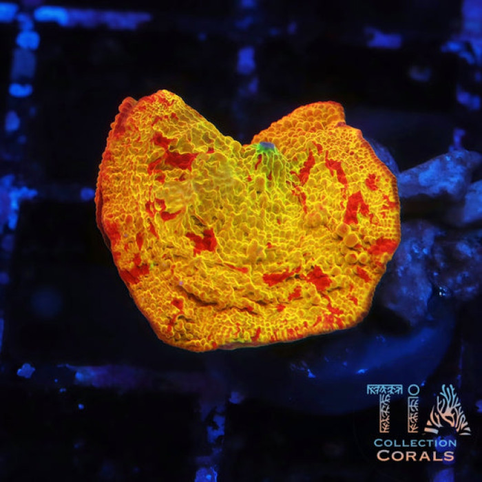 Jaw Breaker Mushroom 2