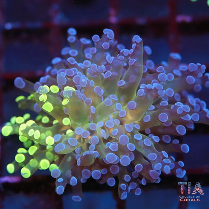 Grafted Multicolor Frogspawn (rare)
