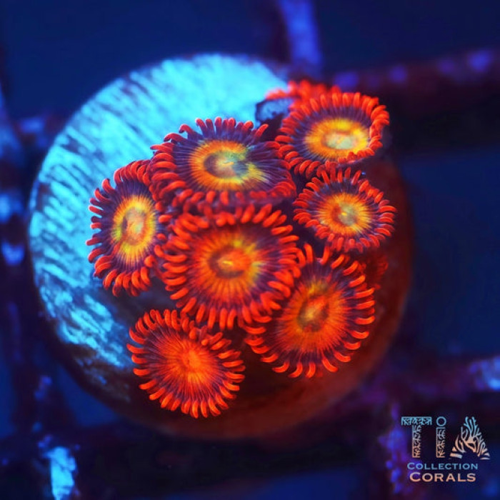 Hyper Ham Ham Zoanthids Frag