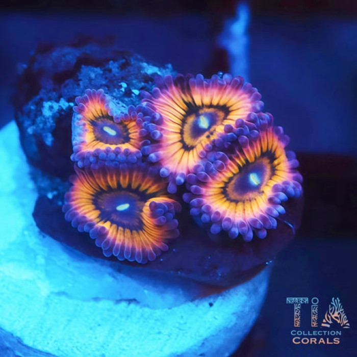 Ritual Flame Zoanthids