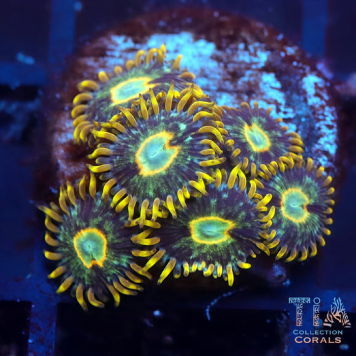 Murder Hornet Zoanthias