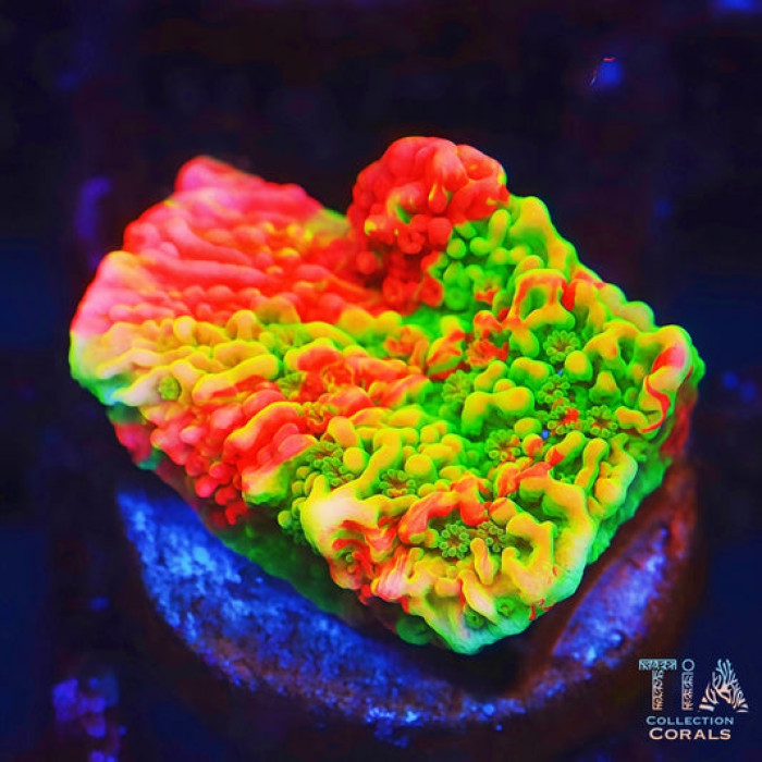 WWC Sunfire Grafted Monti Cap