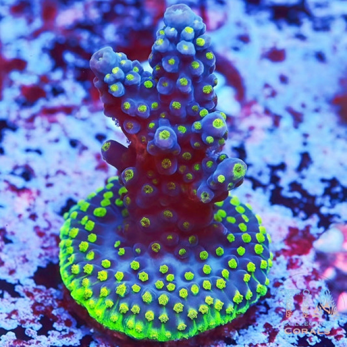 Frosted Blueberry Acropora
