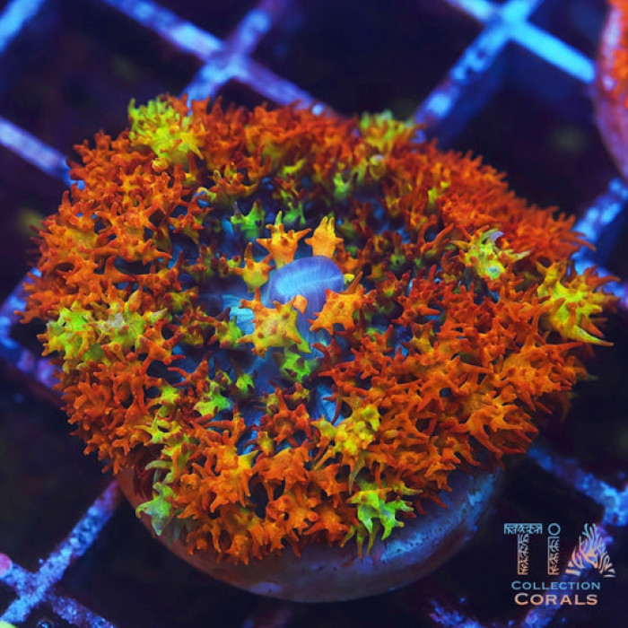 TIA Dragon Ember ST. Thomas Mushroom