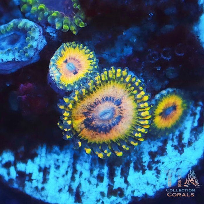 Gold Stratosphere Zoanthids