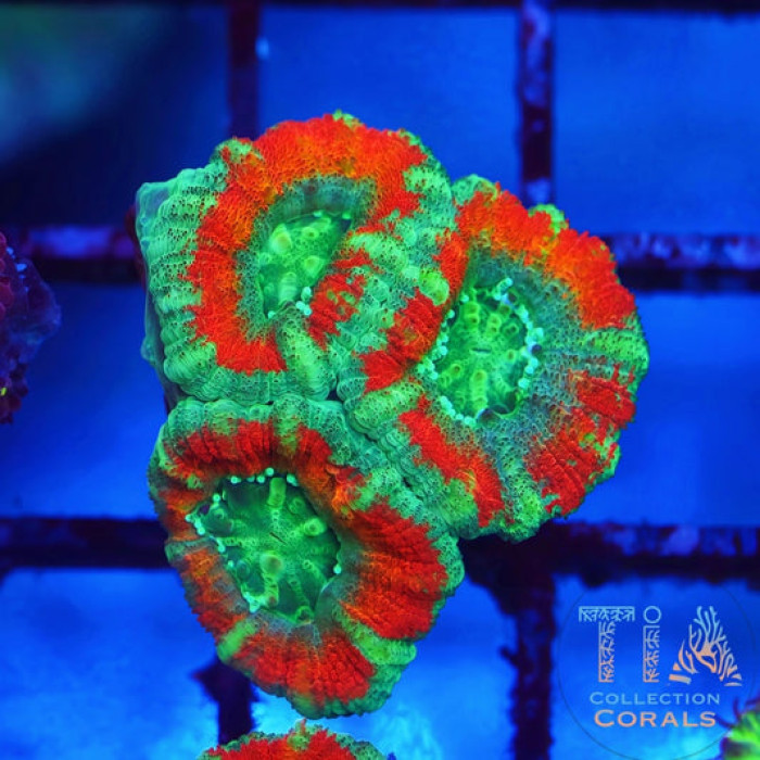 TIA Flaming Guava Rainbow Acan Frag