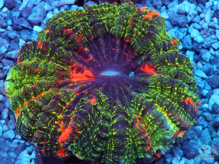 Jungle Fire Acanthophyllia