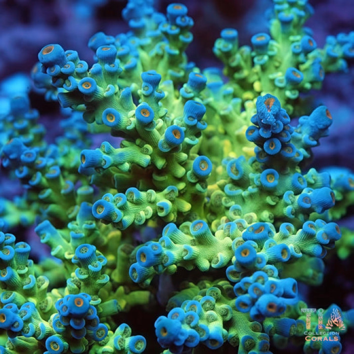 TIA Glacier Veil Spciosa Acropora Colony (cut to order）