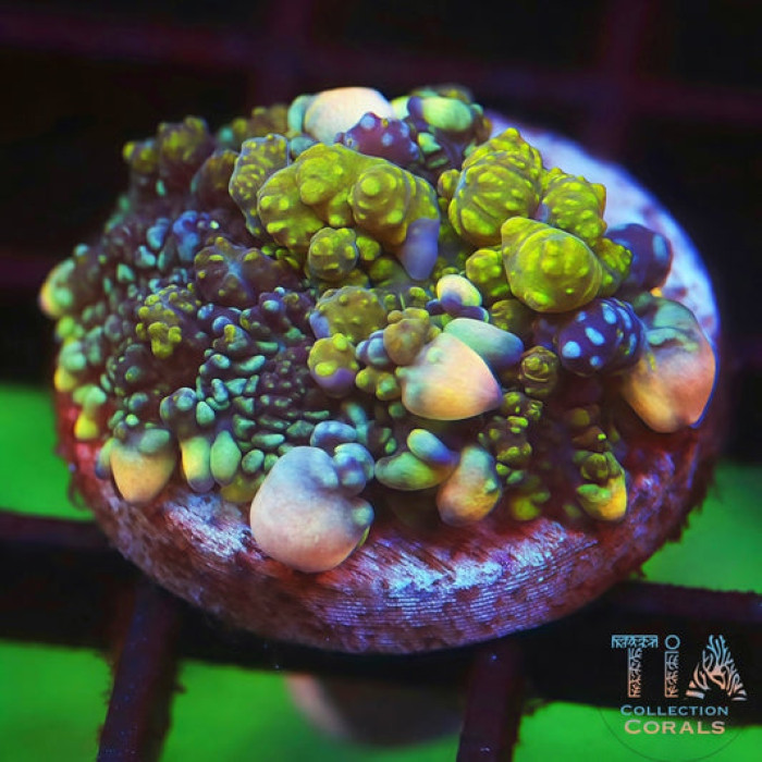 TIA Radiation Bounce Mushroom