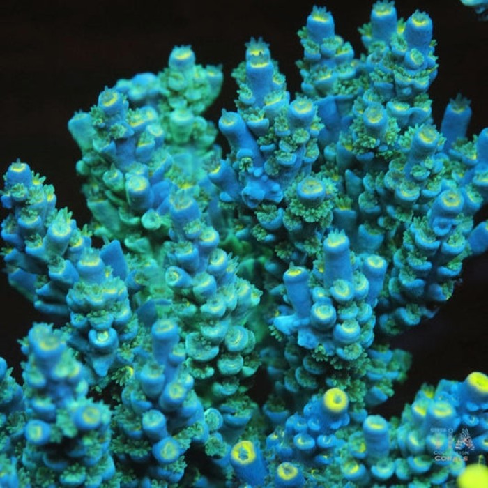 TIA Turquoise Muse Colony (cut to order)