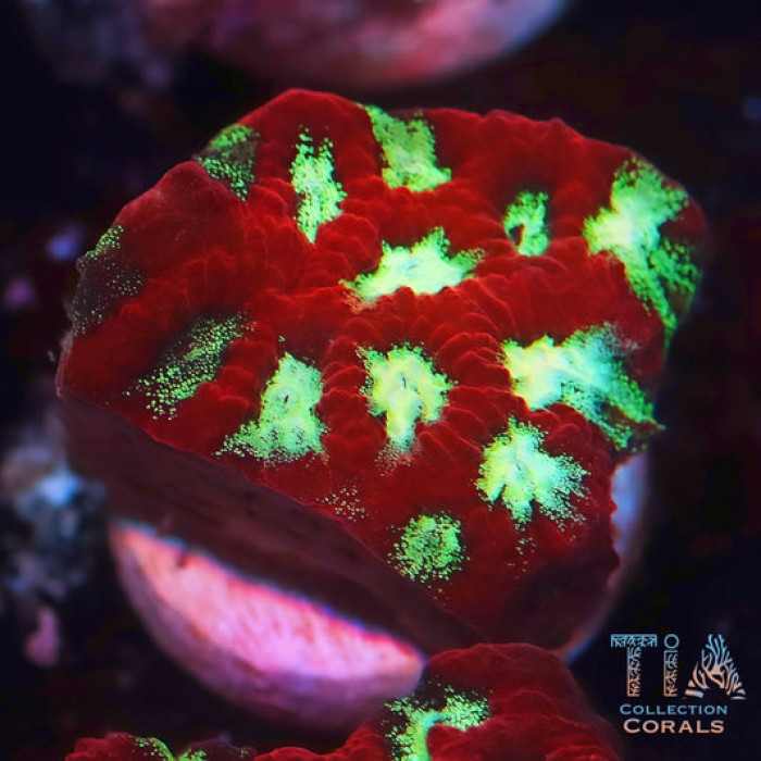 Blood Moon Favia Frag
