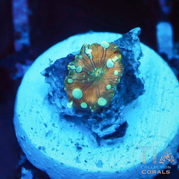 Poseidon Bounce Mushroom Frag