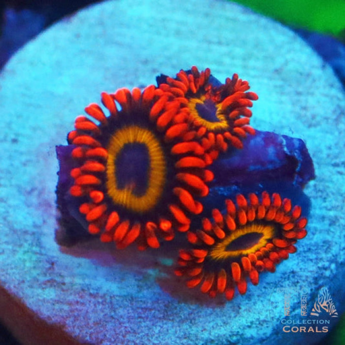 WWC Blondies Zoanthids Frag