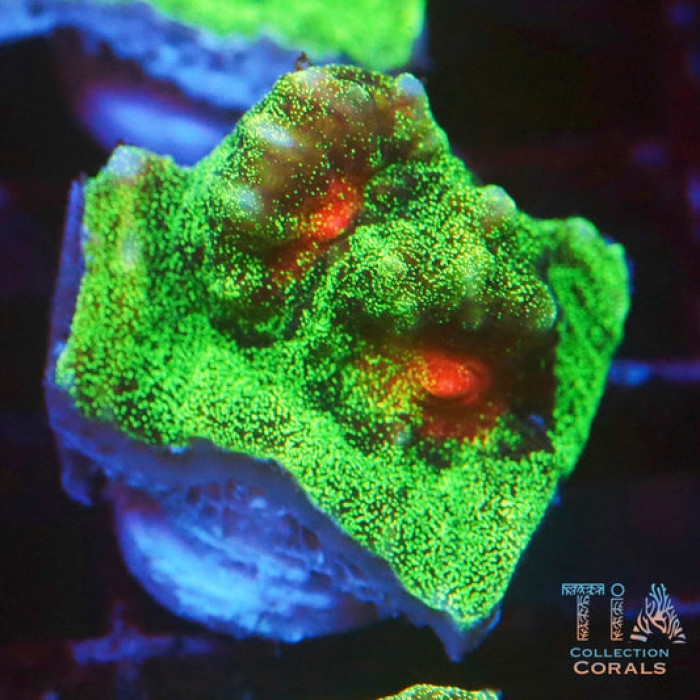 Bubblegum Chalice Frag