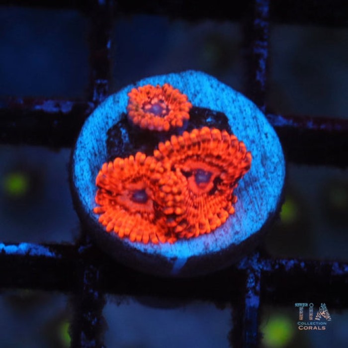Utter Chaos Zoanthids