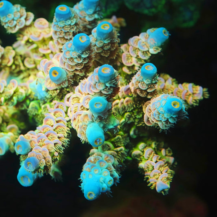 TIA Peach Grove Acropora Colony (cut to order)