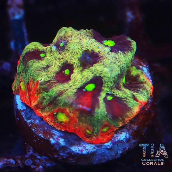 TIA Plasma Meltdown Favia