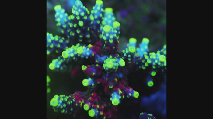 TIA Thunder Plum Acropora Colony (cut to order)