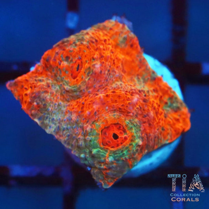 TSA Kaleidoscope Chalice Frag 2