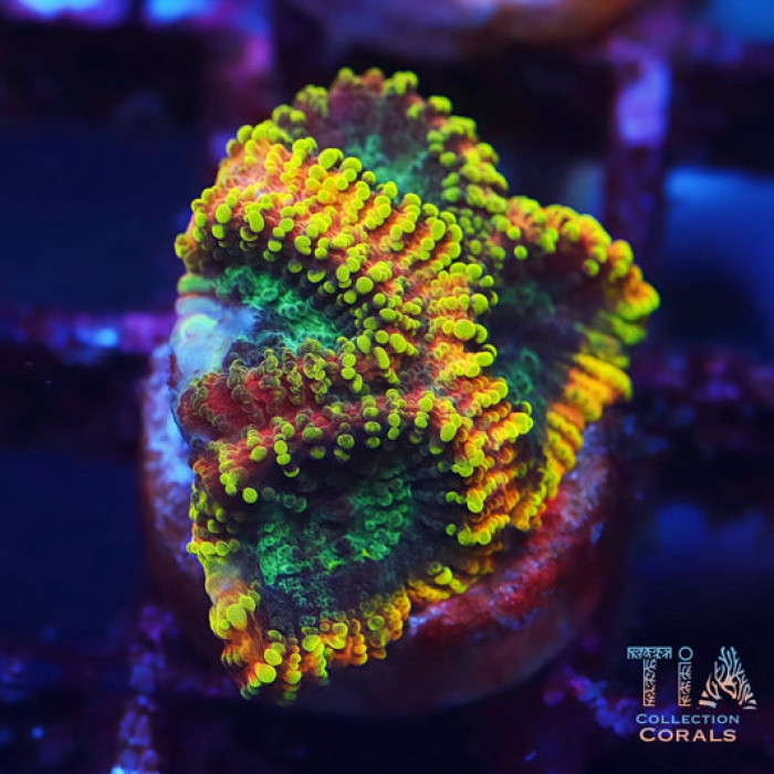 Yellow Submarine Favia