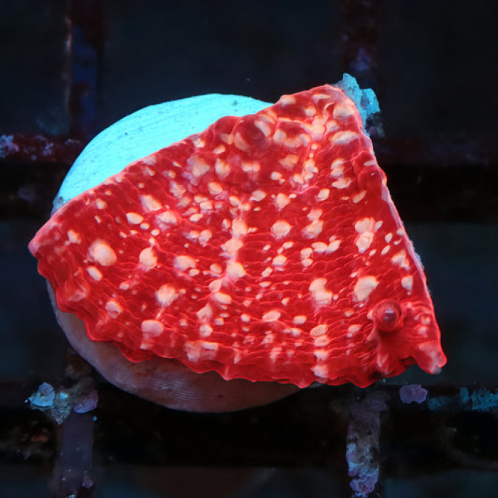 TIA Bloody Snow Chalice
