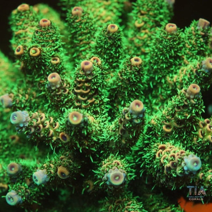 TIA Jade Bloom Acropora Colony (cut to order)