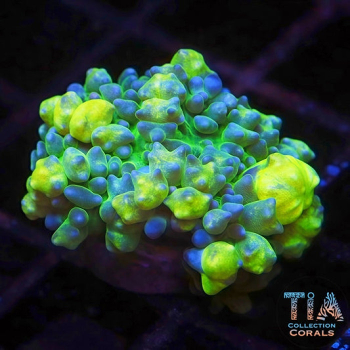 Lemon Head Mushroom(Large)