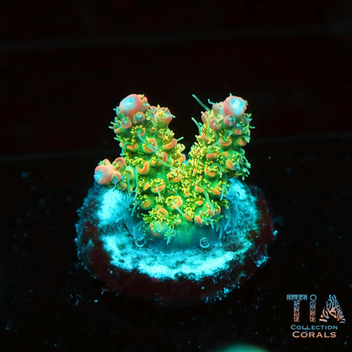 Tropcial Fairy Acropora