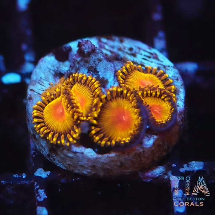 Golden Kiwi Zoanthids Frag