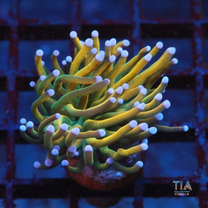 Dragon Rider Holy Grail Torch