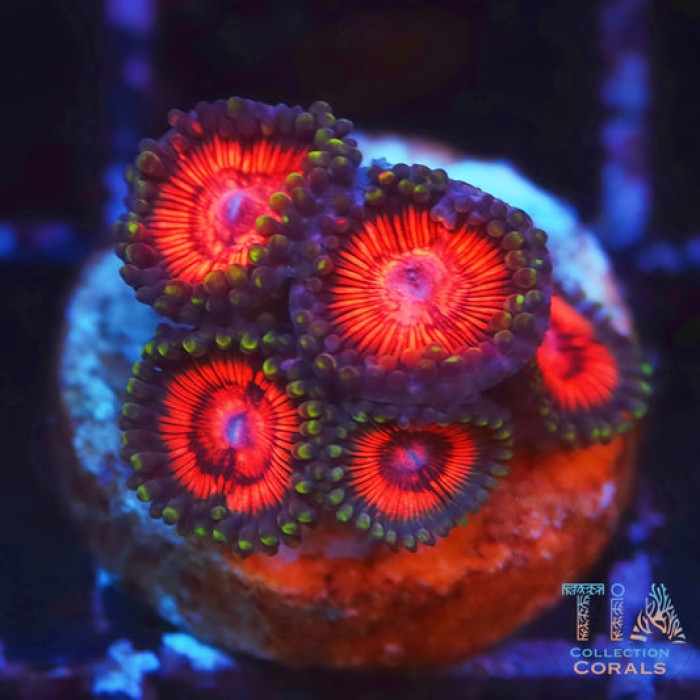 Night Crawler Zoanthids