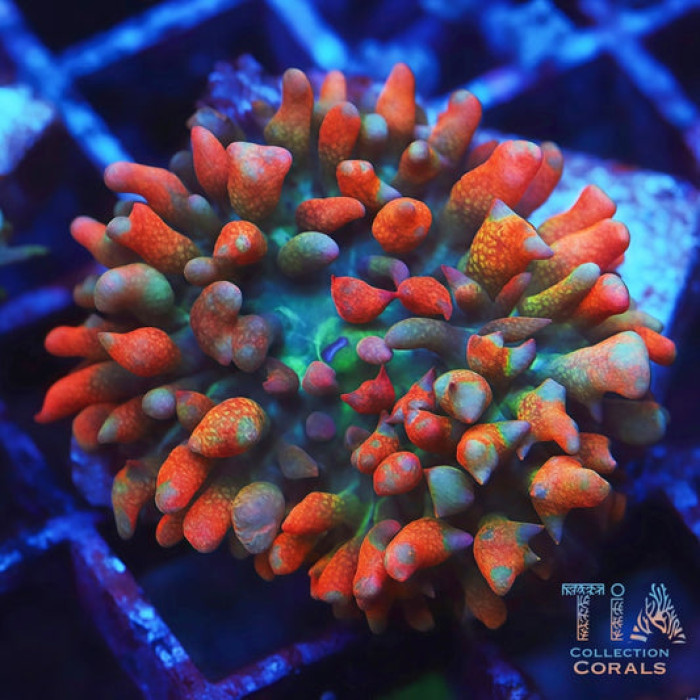 TIA Candy Puff St. Thomas Mushroom