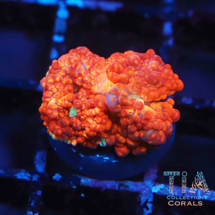 TIA Flamethrower Bounce Mushroom