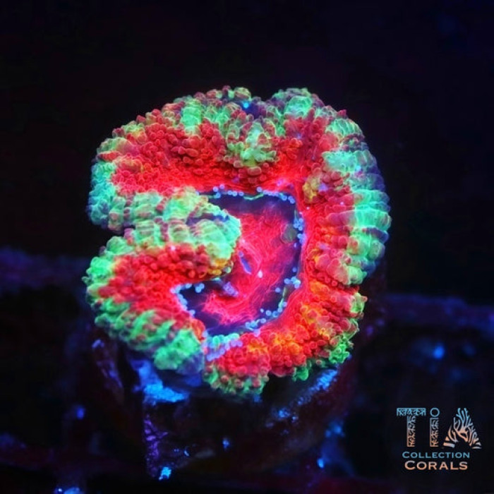 Colorful rainbow Acan Lord coral (Micromussa lordhowensis) with vibrant violet, pink and blue coloring under reef tank lighting
