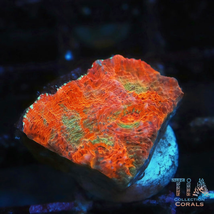Prismatic Chaos Chalice Frag