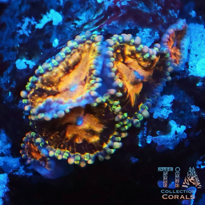 Date Night Zoanthids Frag