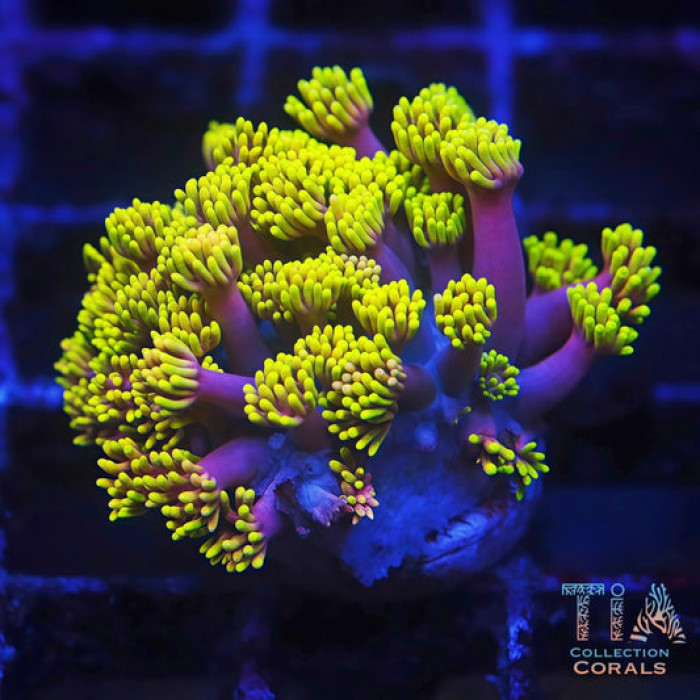 TIA Sunken Halo Goniopora