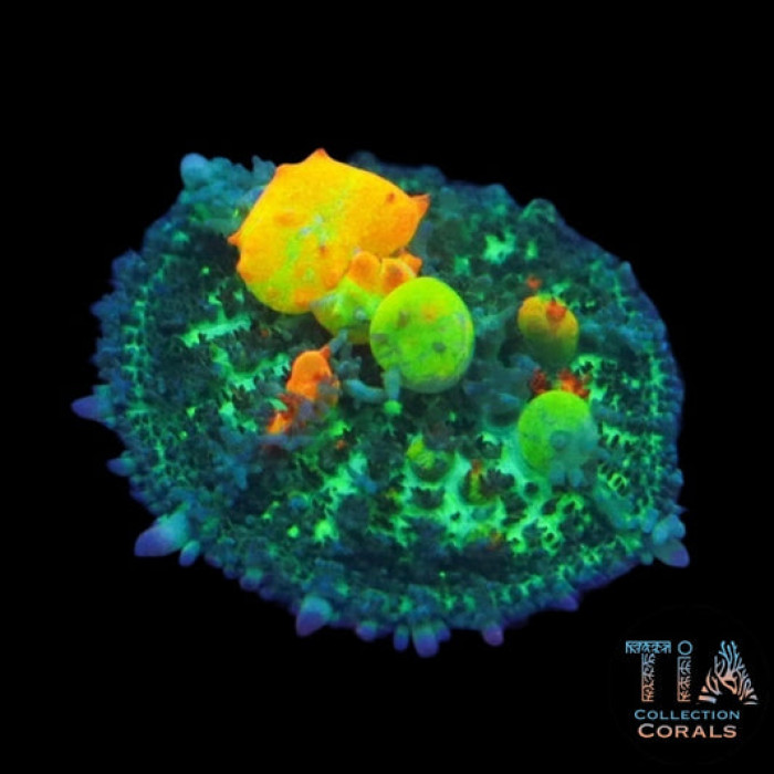 OG Bounce Mushroom Frag 2