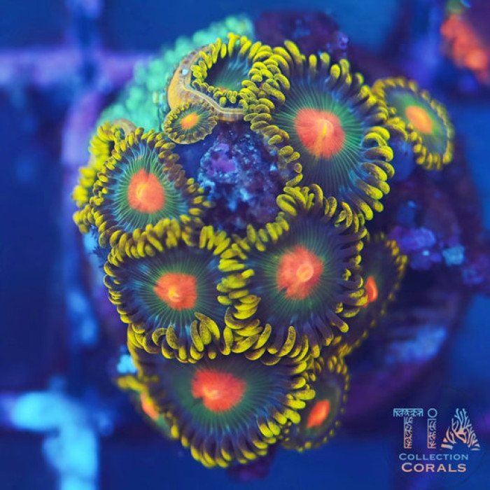 Citrus Zoanthids